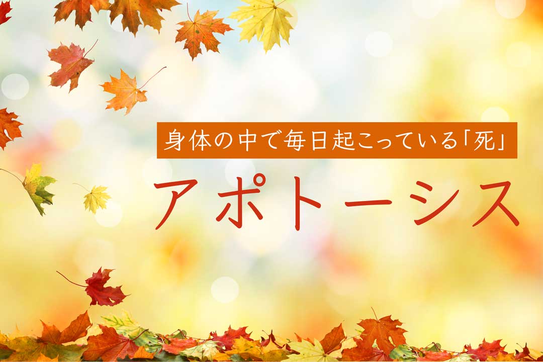 アポトーシス＝身体の中で毎日起こっている「死」