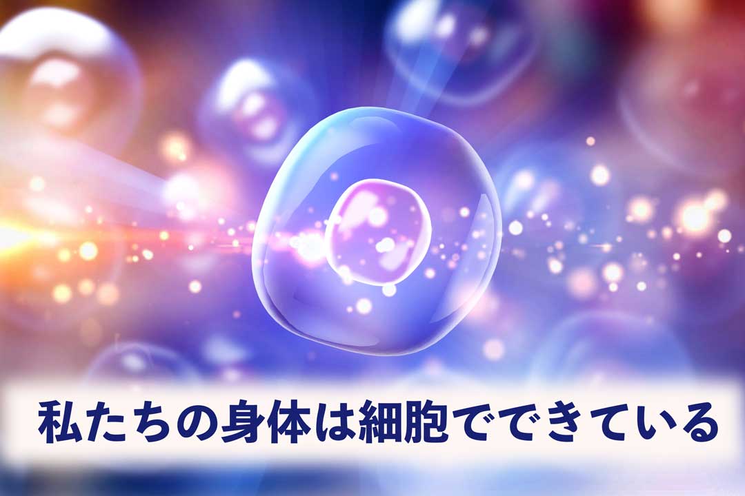 私たちの身体は細胞でできている